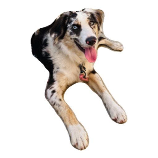 blue dog blue dog - Waters Counseling - Therapy for Individuals, Adolescents, Families, and Couples In-Person in Boca Raton and Online throughout Florida